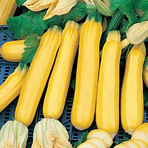 A close up of freshly harvested yellow 'Golden Zebra' zucchini set in a plastic crate, with foliage and flowers surrounding them.