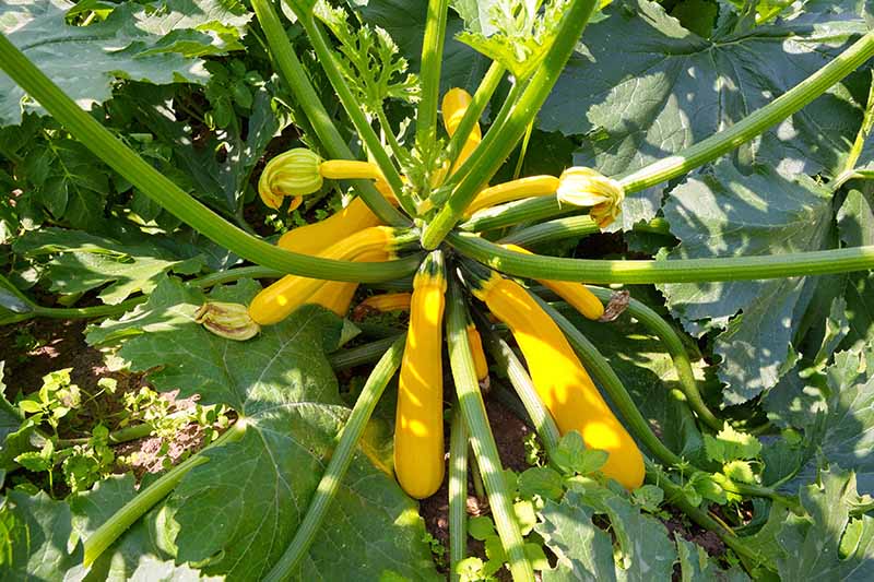 A close up top down picture of a golden zucchini plant growing in the garden in light filtered sunshine.