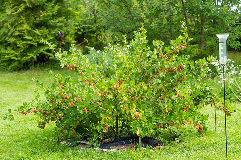 A close up of a Ribes uva-crispa shrub, growing in the garden surrounded by lawn, with trees in soft focus in the background. To the right of the frame is a plastic rain gauge on a metal stake.