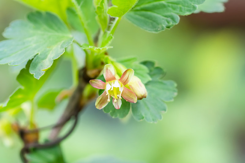 A close up of a gooseberry flower, surrounded by foliage and pictured on a soft focus background.