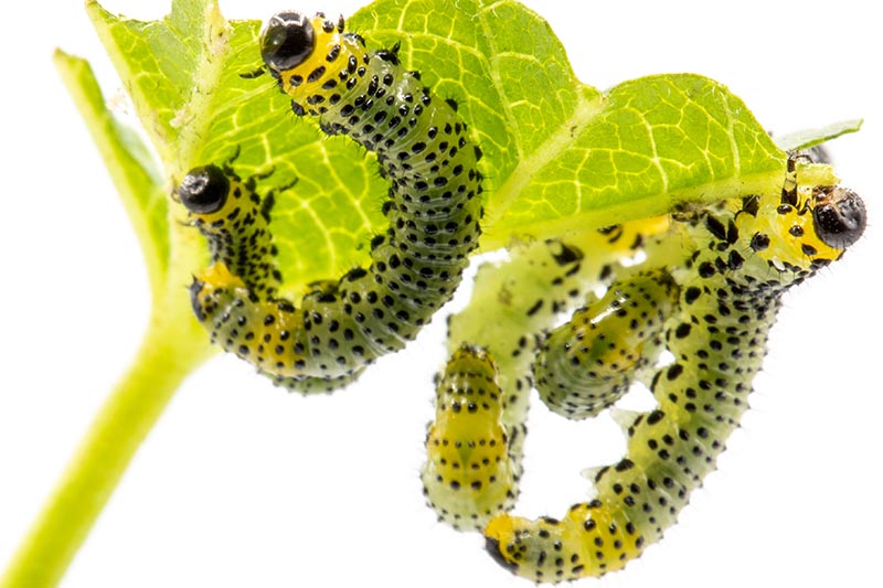 A close up of the larvae of gooseberry sawfly, with yellowish-green bodies covered in black spots, on a leaf, pictured on a white background.