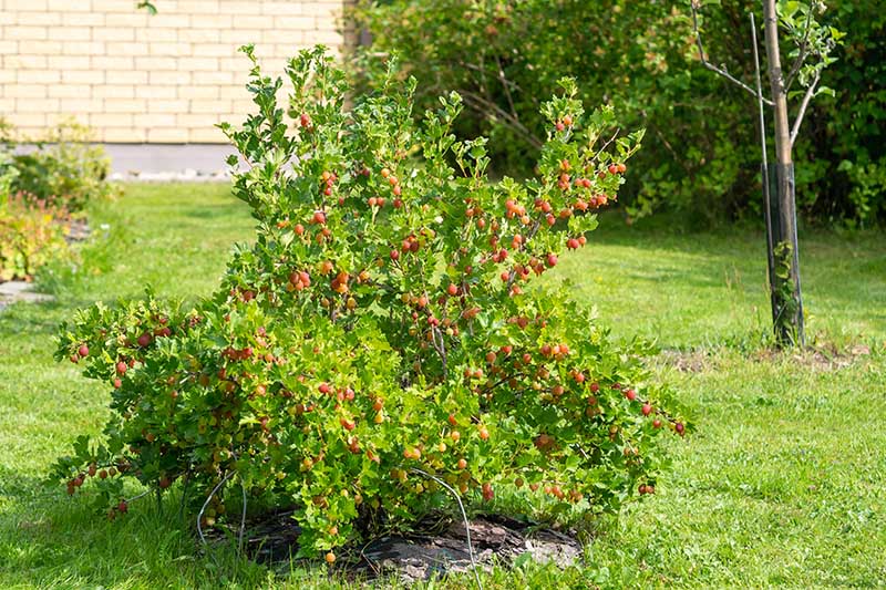 A close up of a gooseberry shrub growing in the garden with red and green berries ready for harvest. In the background is a brick wall, lawn, and trees in soft focus.