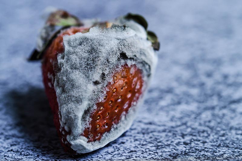 A close up of a ripe strawberry infected with Botrytis, a fungal infection that causes a gray mold to develop on the surface of the fruit.