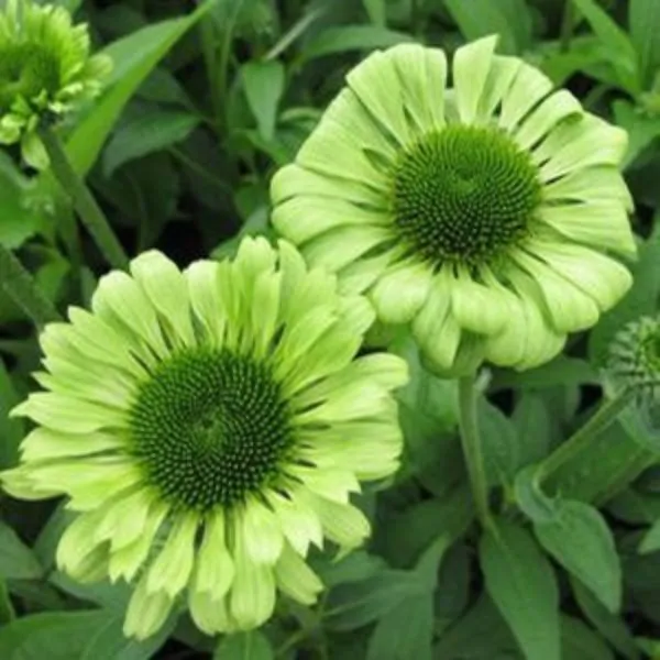 Close up of green jewel coneflowers in bloom.