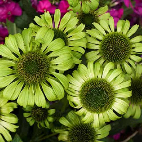 A close up of the unusual green flowers of Echinacea purpurea 'Green Jewel' growing in the garden, with pink blooms in soft focus in the background.