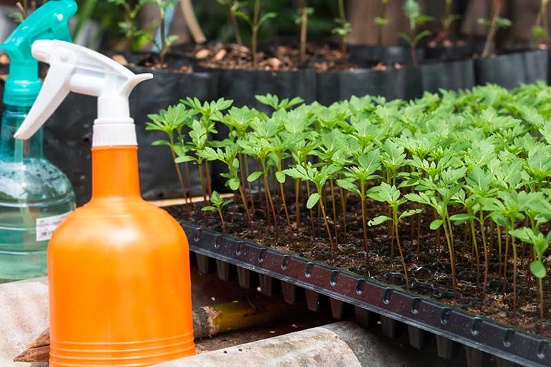 A close up of a large black plastic seed tray with new starts ready for transplanting. To the left of the frame is an orange spray bottle.