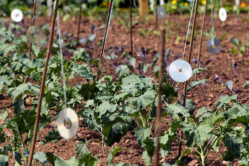 Compact discs hanging from stakes in the vegetable garden to deter deer, with crops in the background.