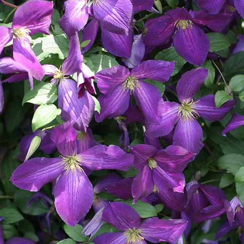 A close up of purple flowers with light colored centers, pictured in light sunshine with foliage in the background.