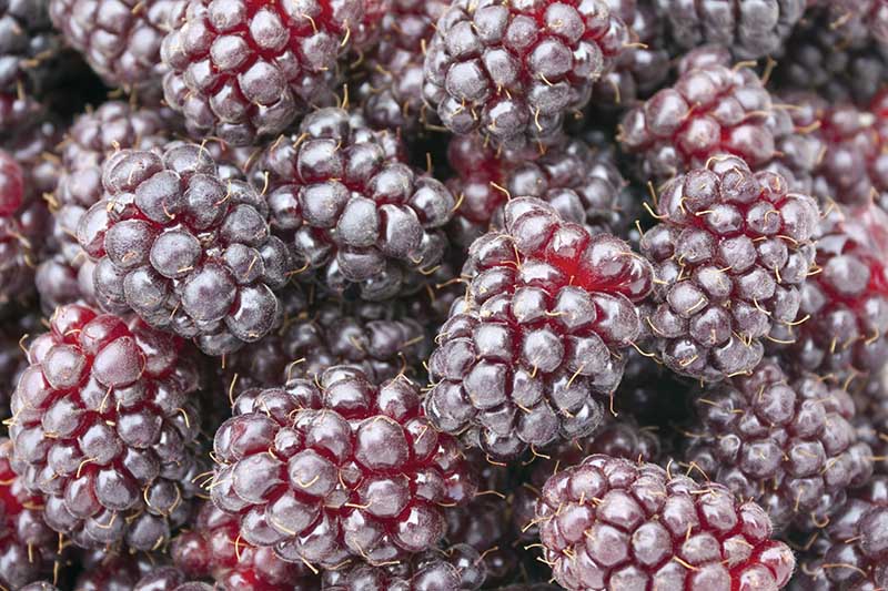 A close up of fresh, deep purple colored boysenberries.