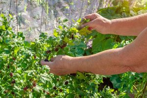 How and When to Harvest Gooseberries