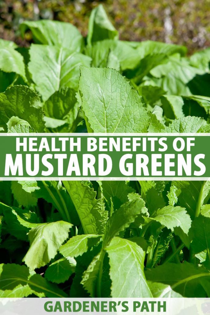A vertical close up picture of mustard greens growing in the garden in the bright sunshine. To the center and bottom of the frame is green and white text.