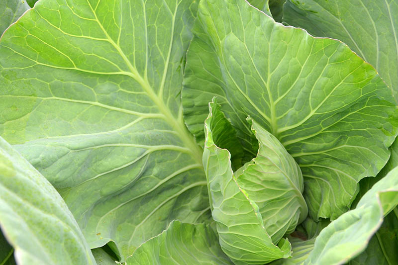 A close up of Brassica oleracea var. acephala growing in the garden with large, pale green leaves with lighter colored veins.