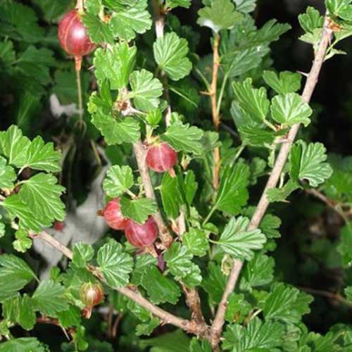 A close up of a 'Hinnomaki Red' gooseberry plant growing in the garden on a dark soft focus background.