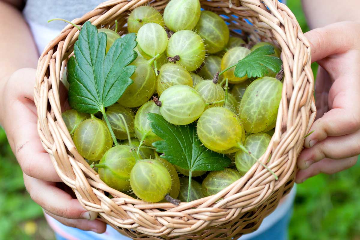 Close up of a wicker basket with freshly harvest gooseberries.
