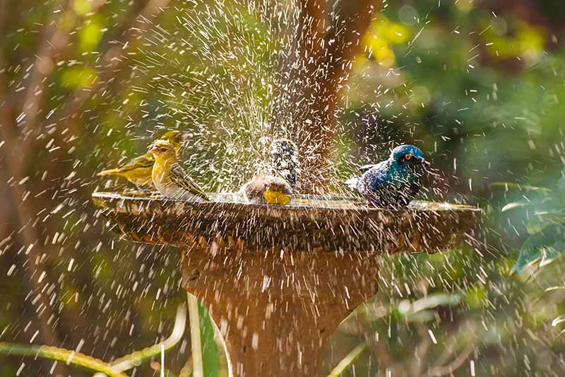 A close up of a variety of different birds splashing in water in a bowl placed in the garden, pictured in bright sunshine, on a soft focus background.