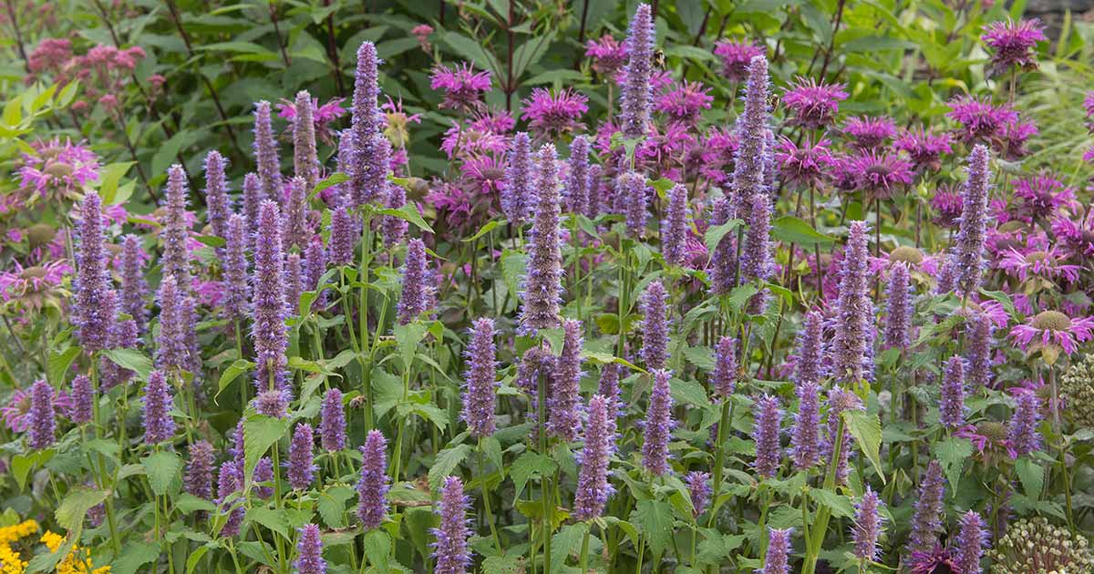 9 Easy Facts About How To Plant, Grow, And Harvest Hyssop - Harvest To Table Explained