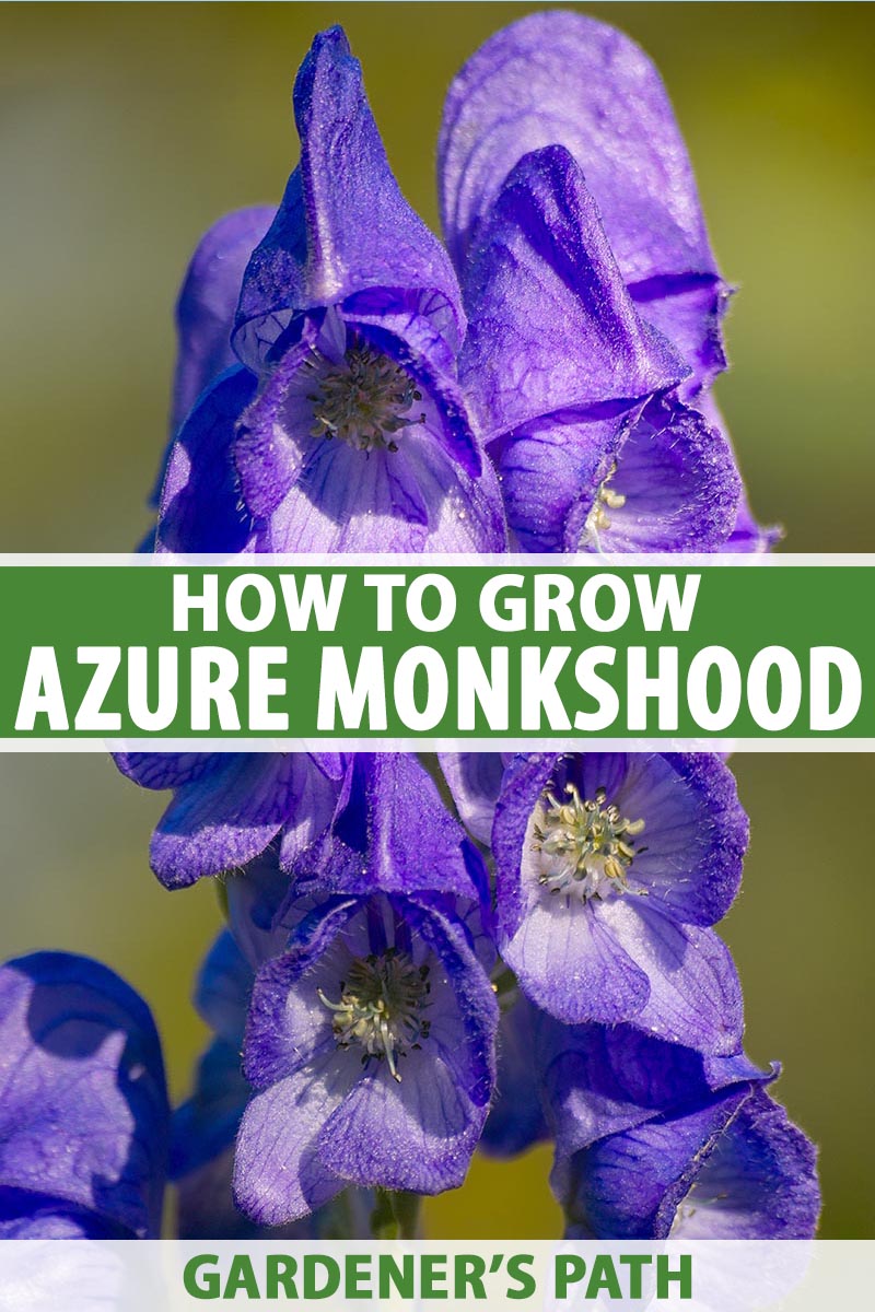 How To Grow Azure Monkshood Gardener S Path