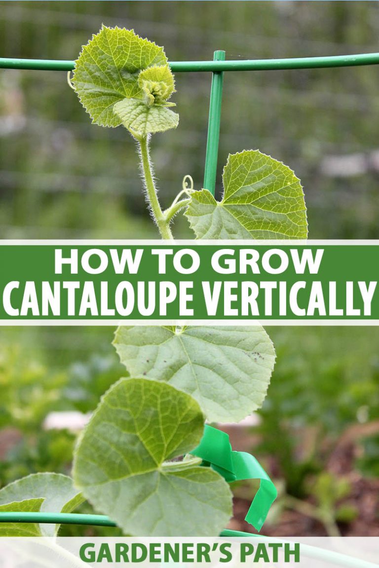 How to Grow Cantaloupe Vertically on a Trellis Gardener’s Path