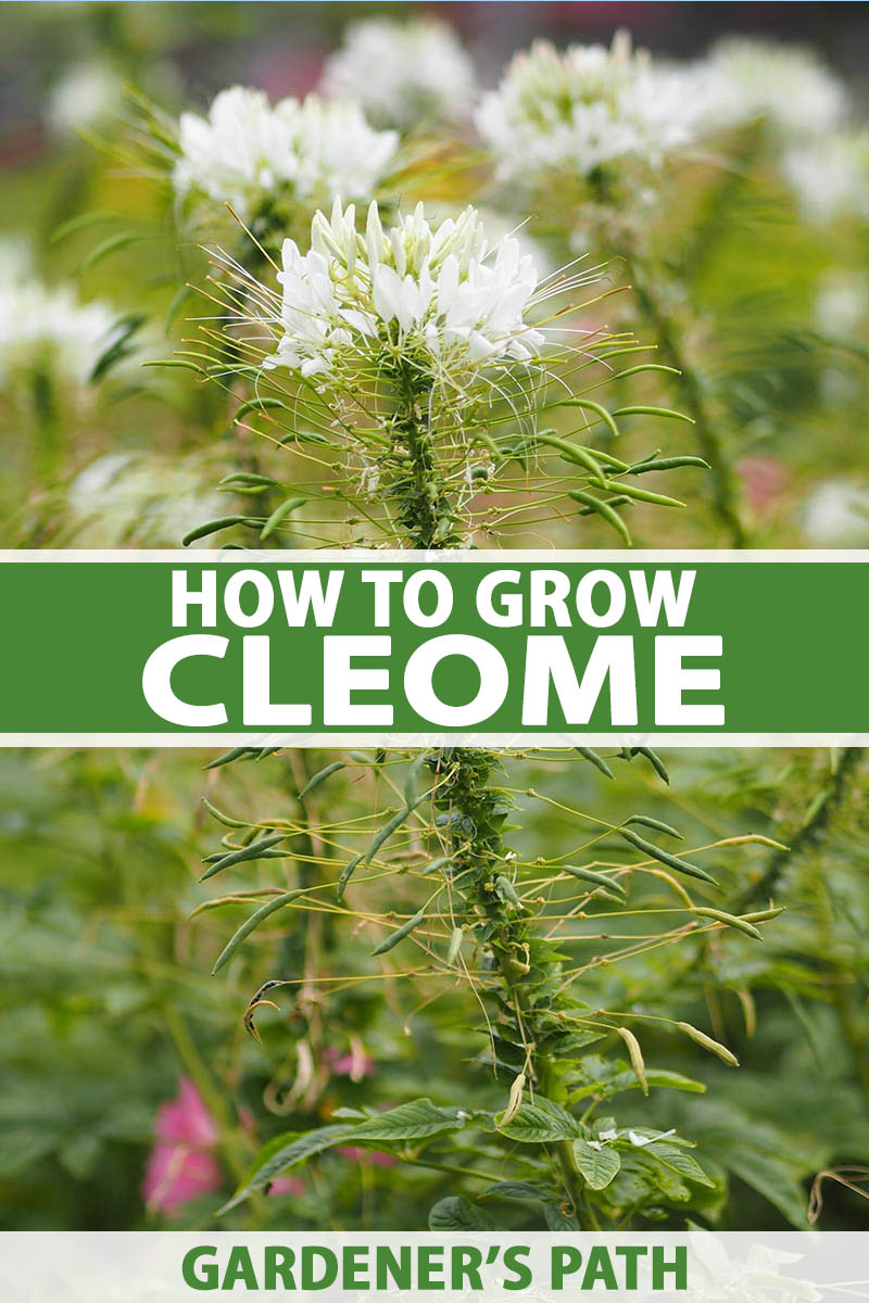 how to grow cleome (spiderflower) | gardener's path