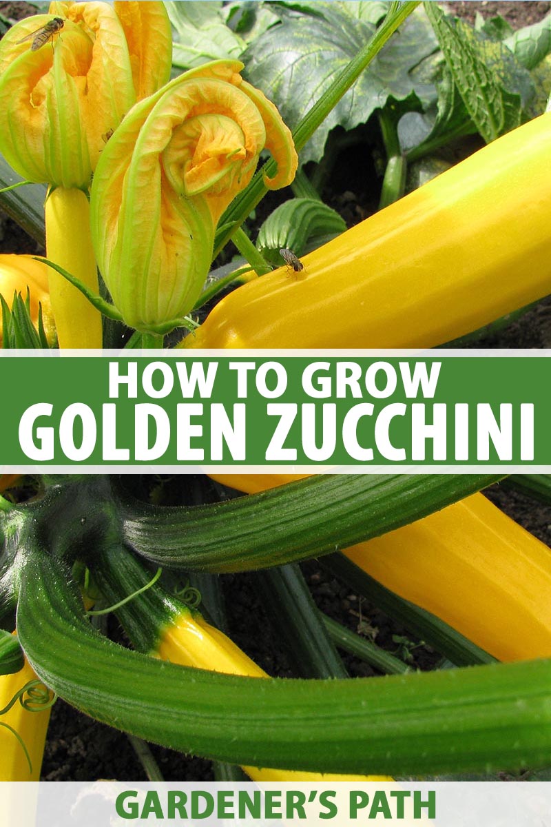 A vertical close up picture of golden zucchini growing in the garden, with ripe fruits and yellow flowers. To the center and bottom of the frame is green and white text.