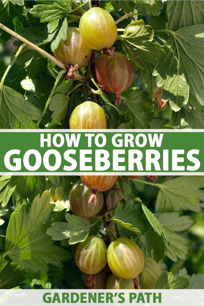 How to Grow Gooseberries