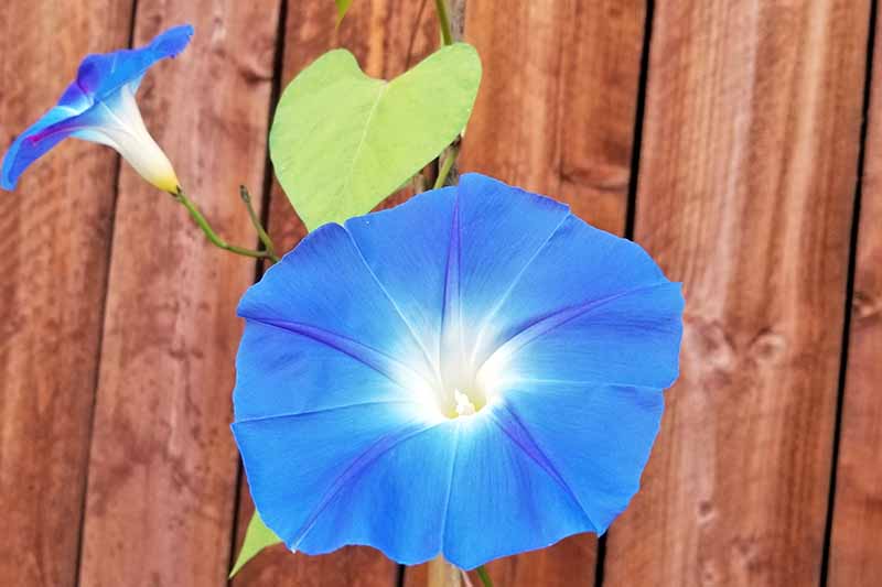 A close up of a blue morning glory flower growing up a wooden fence.