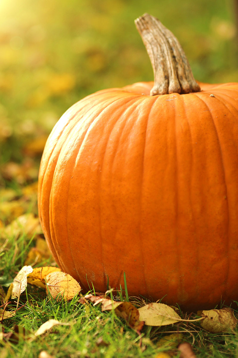 A close up of a freshly harvested large orange pumpkin set on a lawn scattered with fall leaves, pictured in light evening sunshine on a soft focus background.