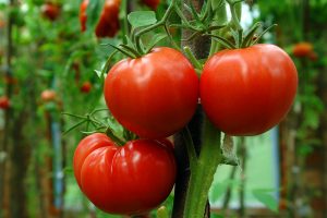 How to Grow and Care for Tomatoes in Your Garden
