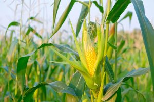 When and How to Harvest Corn