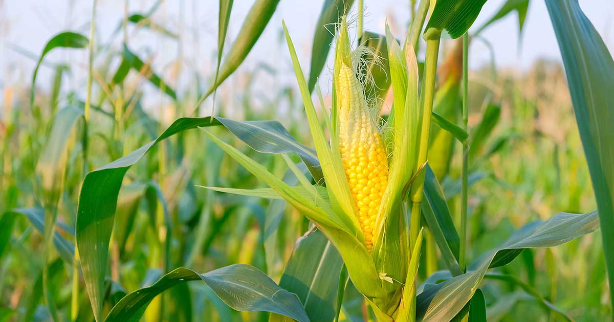 When to harvest corn: for the sweetest results