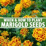 When and How to Plant Marigold Seeds | Gardener’s Path