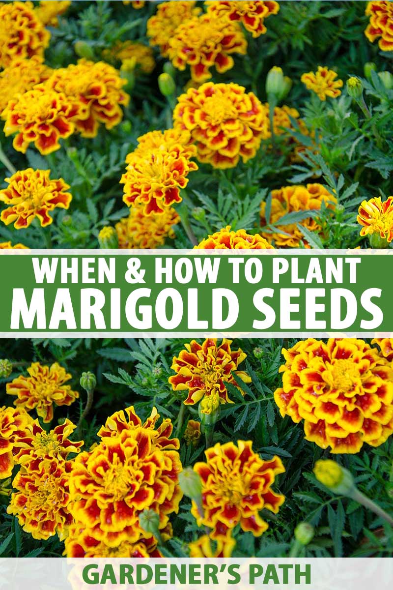 When And How To Plant Marigold Seeds Gardener S Path