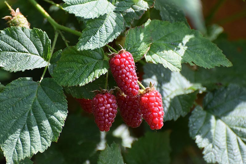 A close up of red ripening boysenberries surrounded by dark green foliage and pictured in bright sunshine in the summer garden, fading to soft focus in the background.