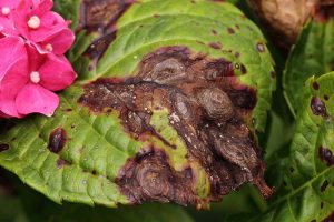 A close up of a hydrangea leaf suffering from a fungal infection called anthracnose causing dark brown lesions to appear on the foliage.