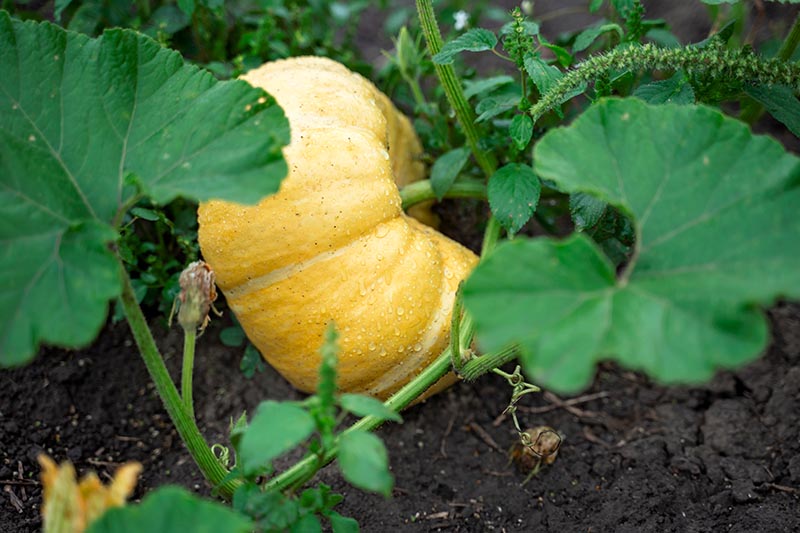 A close up of a large, orange winter squash developing in the garden, covered with droplets of water, with soil in the background.