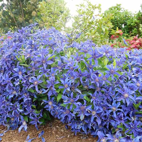 A close up of the abundant blue flowers of 'Indigo Bloom,' growing in the garden with shrubs in the background.