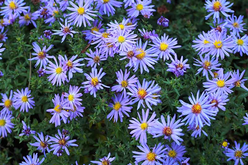 A close up of the delicate flowers of Symphyotrichum novi-belgii 'Lady In Blue' growing in the garden with foliage in soft focus in the background.