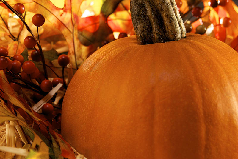 A large orange Cucurbita pepo close up with fall decorations in soft focus in the background.