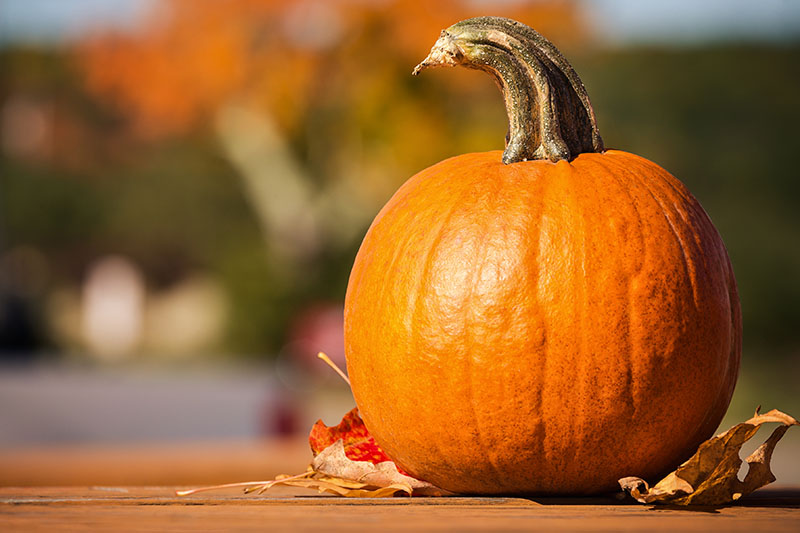 A close up of a large orange pumpkin set on a wooden surface with autumn leaves scattered around it, pictured in bright sunlight on a soft focus background.