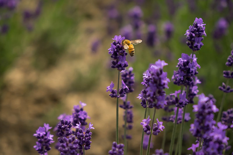A close up of a bee feeding from lavender flowers in the summer garden, pictured on a soft focus background.