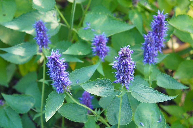 A close up of the delicate lavender flowers of Agastache foeniculum growing in the garden, with blue green foliage in soft focus in the background.