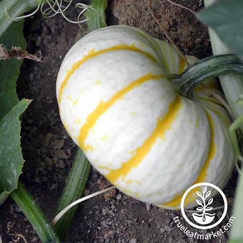 A close up of a white and yellow striped Cucurbita pepo 'Lil Pump-ke-Mon' cultivar growing in the garden with soil in soft focus in the background. To the bottom right of the frame is a white circular logo and text.