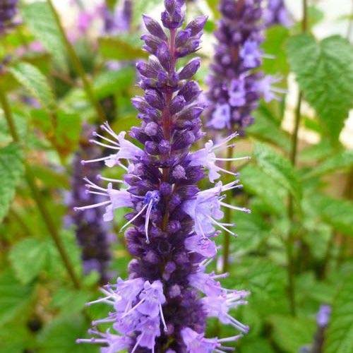 A close up of the light purple flowers of Agastache rugosa 'Little Adder' growing in the garden with foliage in soft focus in the background.