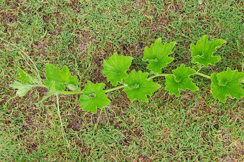A top down picture of a long pumpkin vine growing across a grassy lawn.