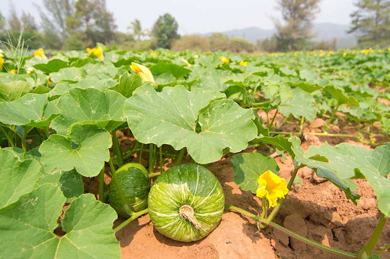 A field of pumpkin plants with large green leaves, yellow flowers, and small developing fruits, with trees and a mountain in soft focus in the background.