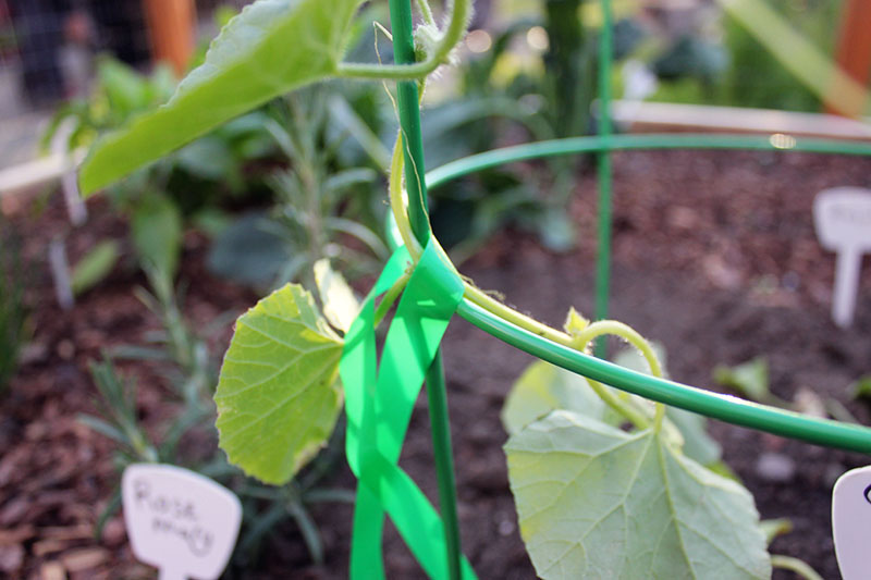 A close up to show plant tape loosely tied around a vining plant to secure it to a green metal trellis, with a garden scene in soft focus in the background.