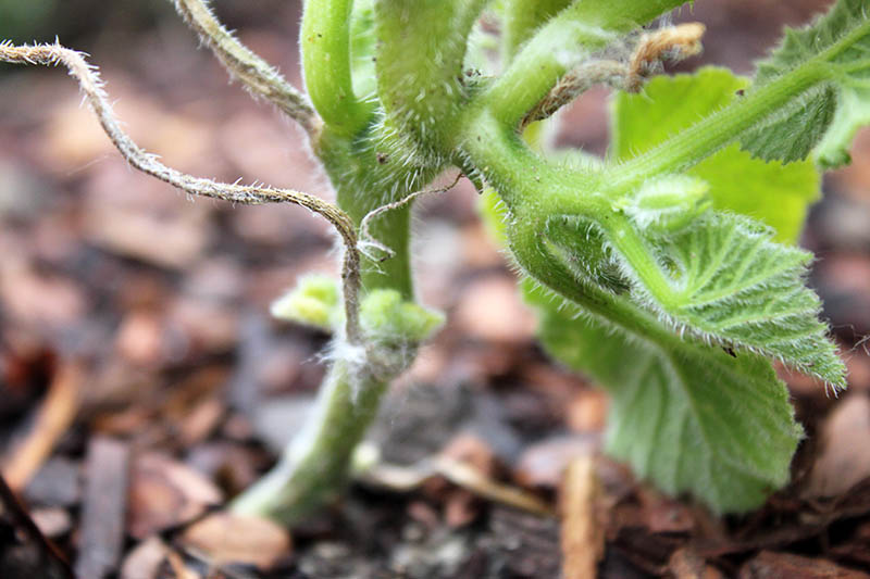 A close up of the base of a young pumpkin plant growing out of the ground, on a soft focus background.