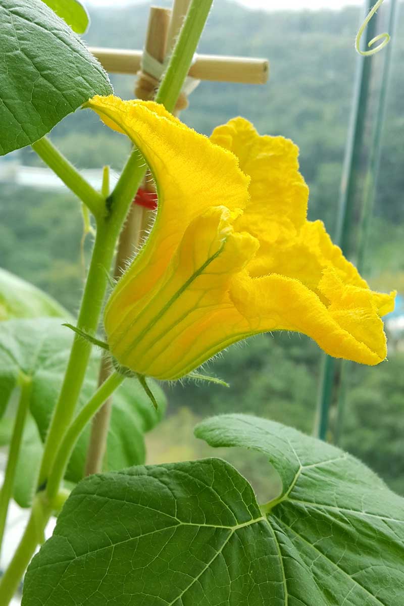 A close up vertical picture of a male pumpkin flower, bright yellow with a thin stem, pictured on a soft focus background.