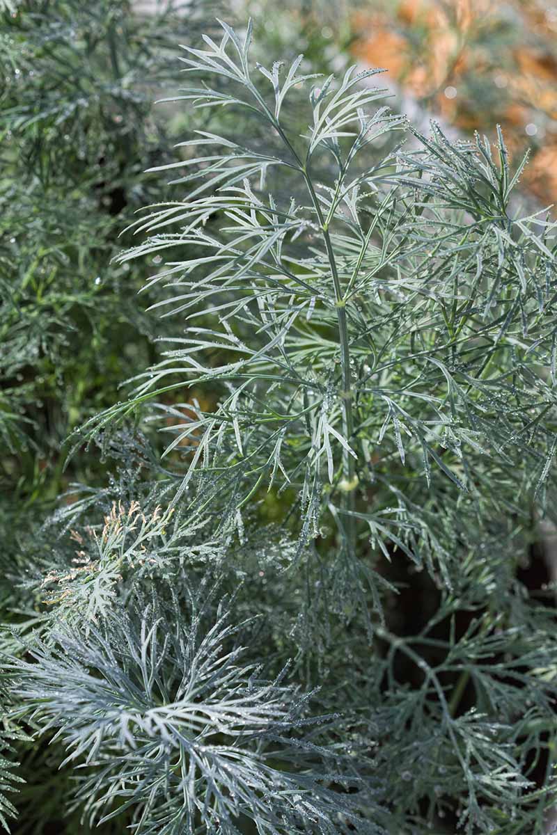 A vertical close up picture of 'Mammoth Long Island' a large dill cultivar growing in the garden.
