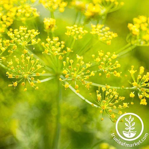 A close up of the tiny yellow flowers of Anethum graveolens 'Mammoth Long Island' growing in the garden on a soft focus background. To the bottom right of the frame is a white circular logo and text.